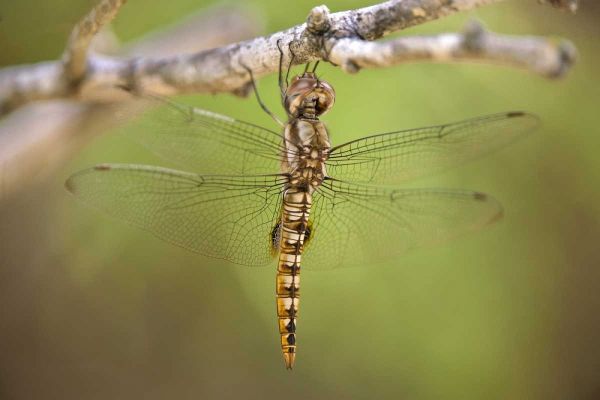 TX, Travis Co, Spot-winged glider dragonfly